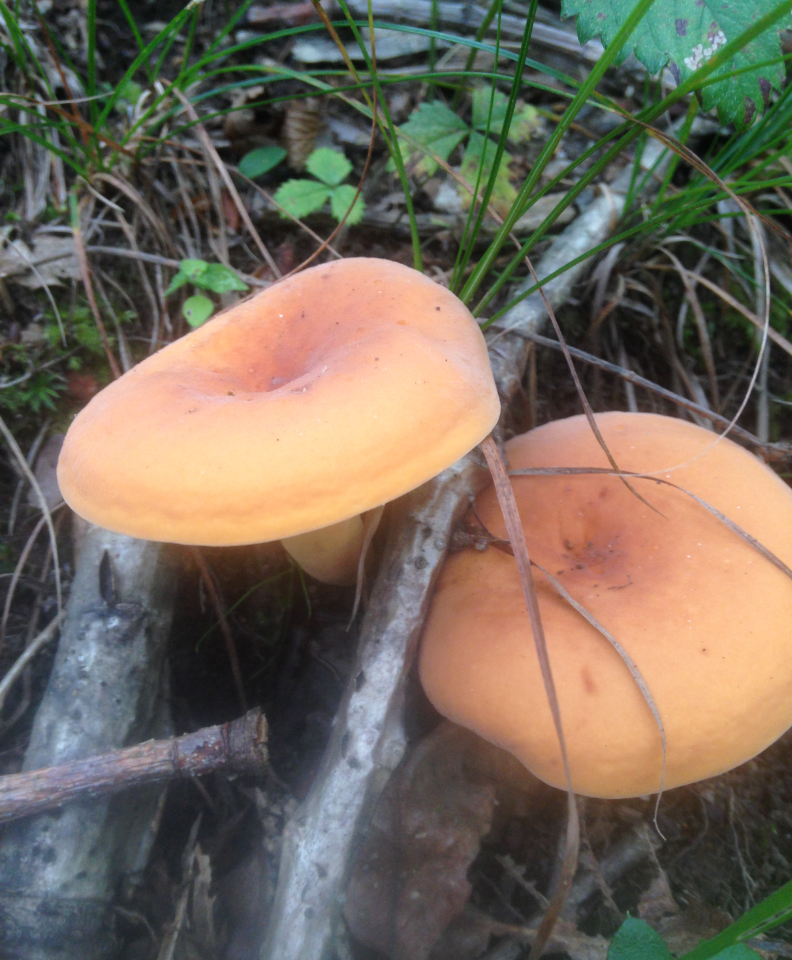 Автор фото Ирина Павленко