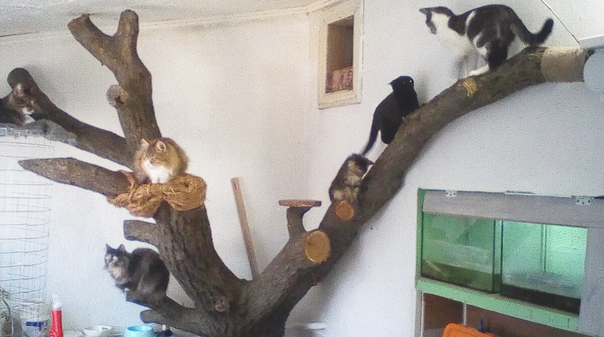 Покорнейше прошу прощения за качество фото. Я в одном из постов описал причину- тяжёлое материальное положение и фотографировать приходится на устройство низкого качества, а приобретение более-менее адекватного устройства не представляется возможным. Все доступные средства уходят на пропитание хвостикам, Ради которых сам готов жить впроголодь.