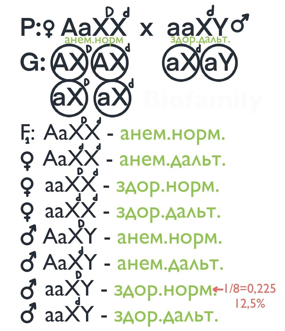 ГЕНЕТИКА: Решение задач | BioFamily | ЕГЭ по биологии 2024 | Дзен