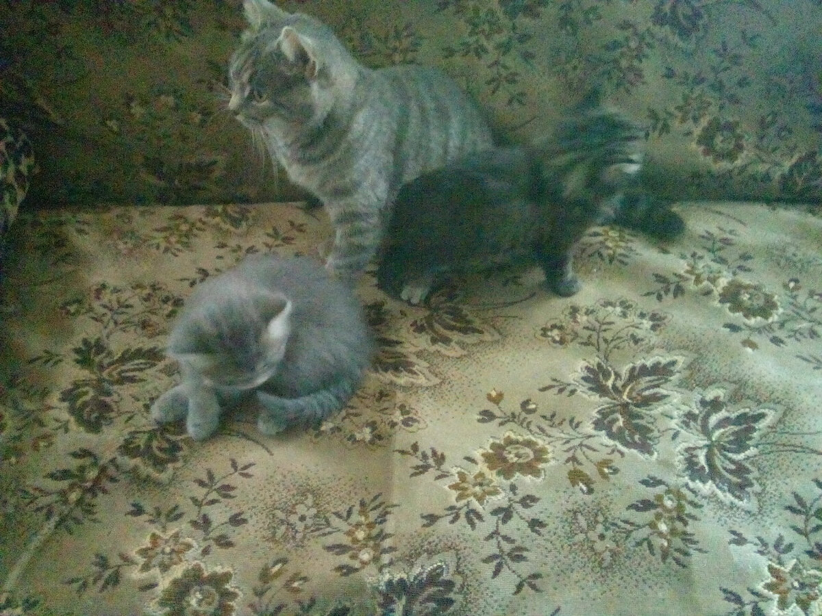 Вот это семейство уже подросло, (я имею в виду котят), они  с большим удовольствием носились за классическими мышками - бумажками на ниточках, папа развлекался, ребенок хохотал, глядя на котят и своего взрослого родителя, с упоением играющего с кошачьими детьми.