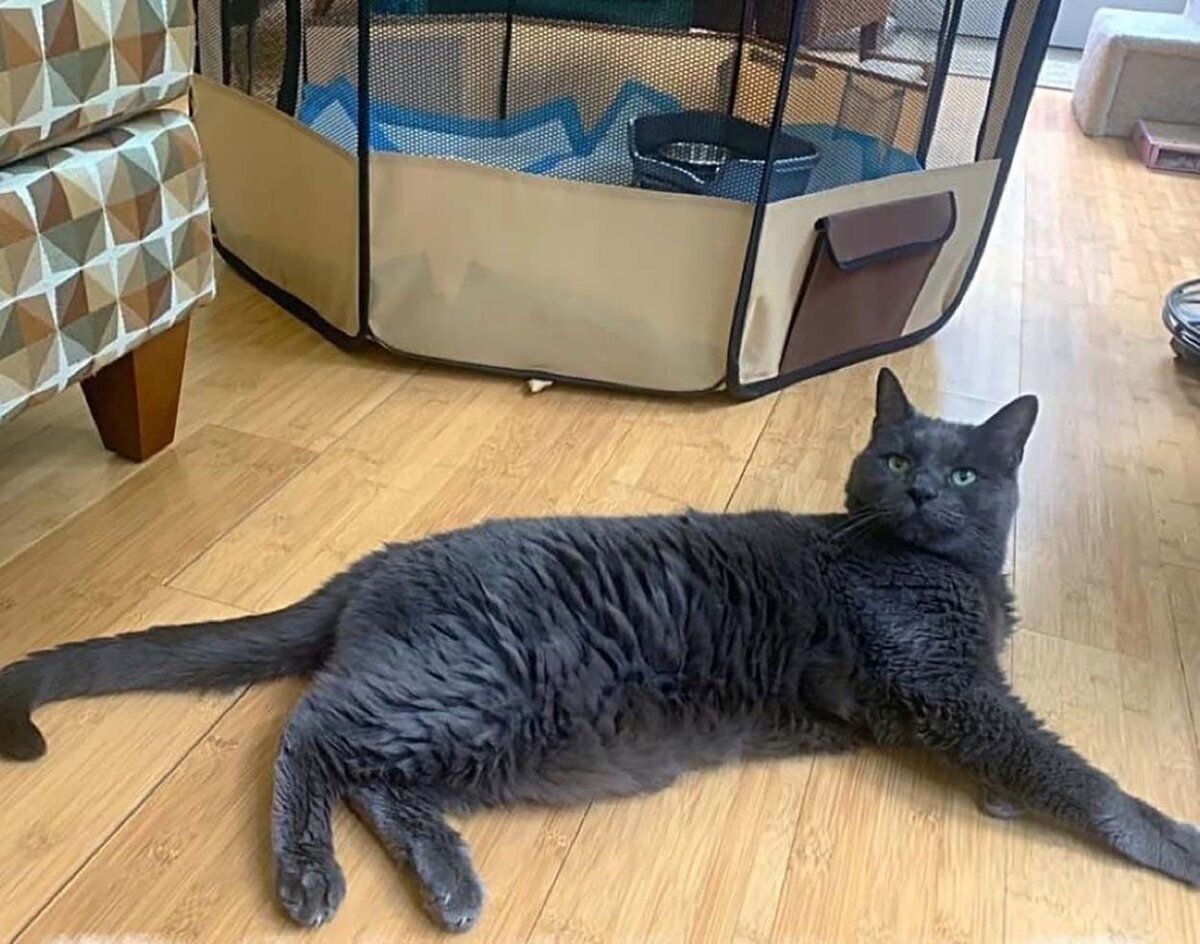 L-L Крутой Джей. Источник фото: https://nation.com.mx/curiosidades/adorable-gato-de-14-anos-encontro-su-companera-perfecta-para-pasar-sus-anos-dorados/