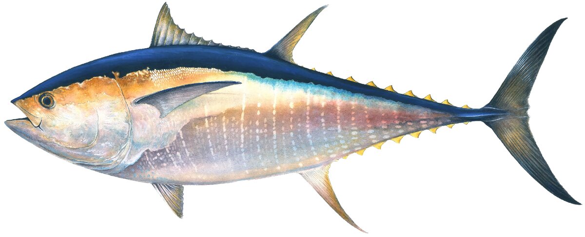Thunnus orientalis