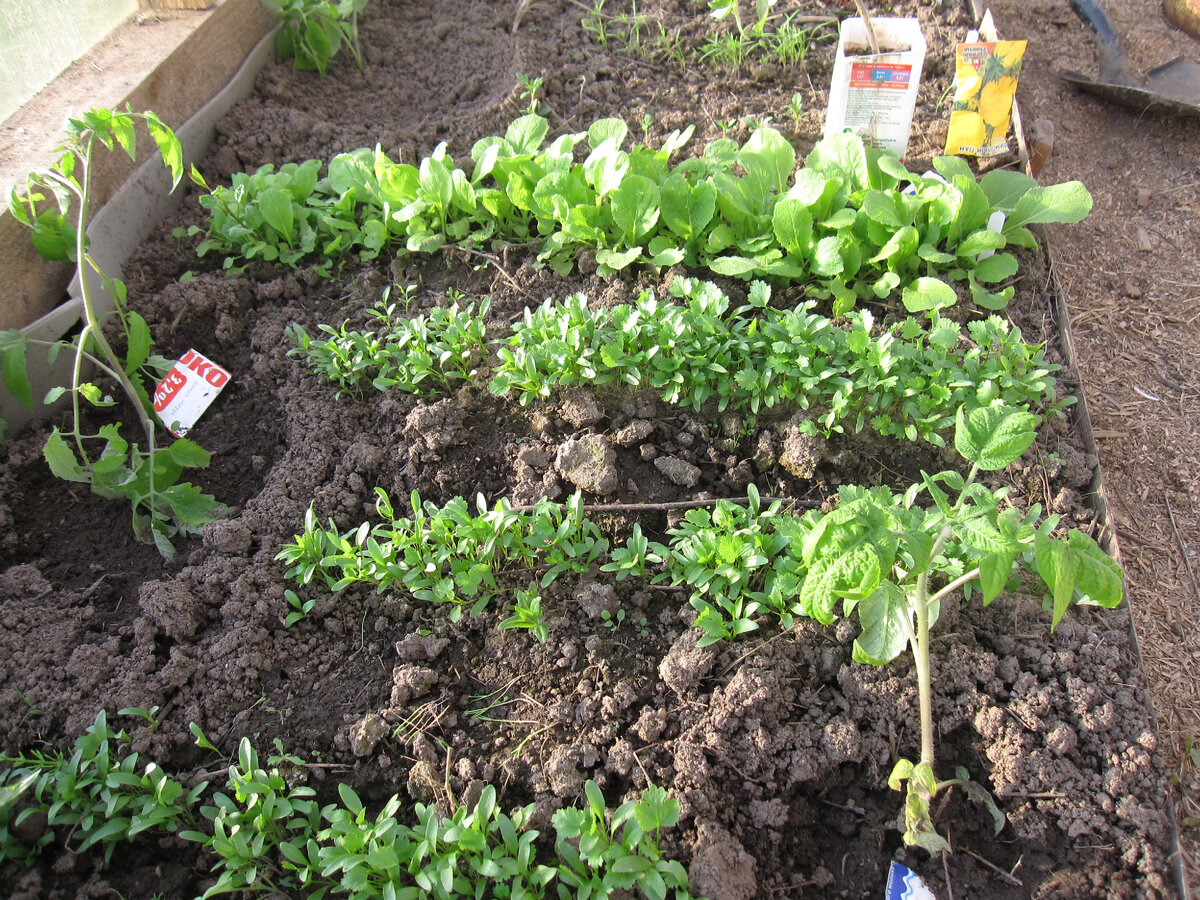 При весеннем посеве съедобных габаритов зелень достигнет к майским праздникам. В статье использованы фото автора