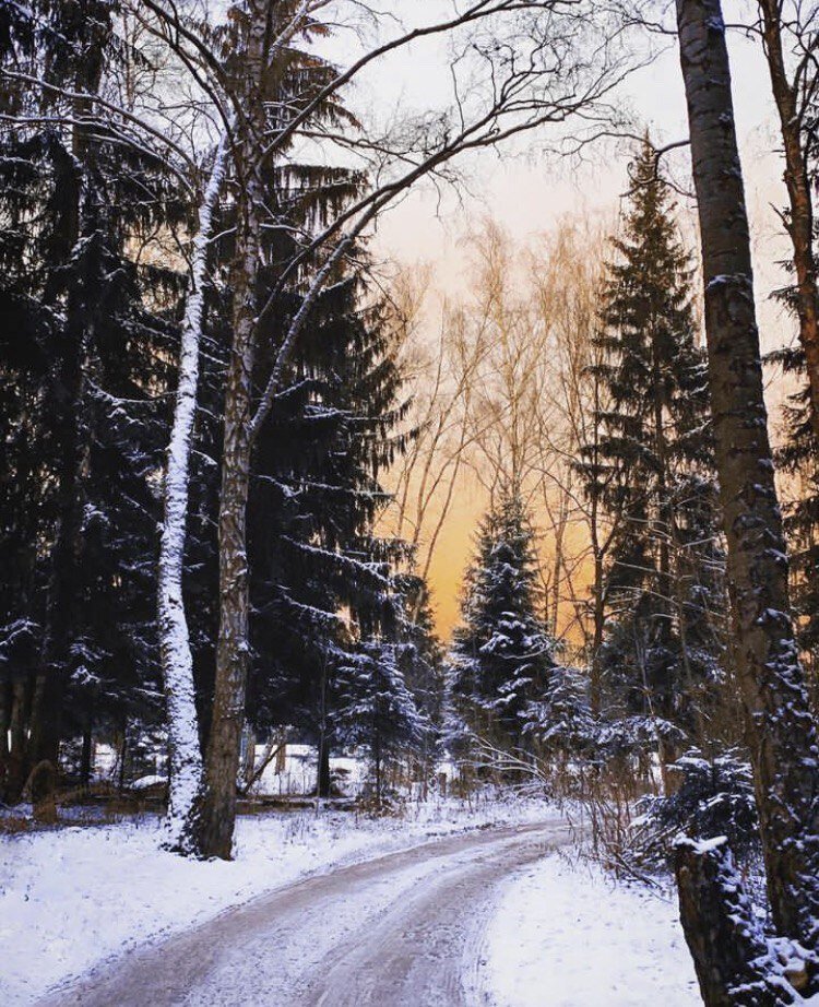 📍 Луч солнца позолотивший фон этой зимней лесной красоты 😍 А фотограф должен не лениться, а доставать фотоаппарат и делать снимок, даже с замерзшими пальцами.