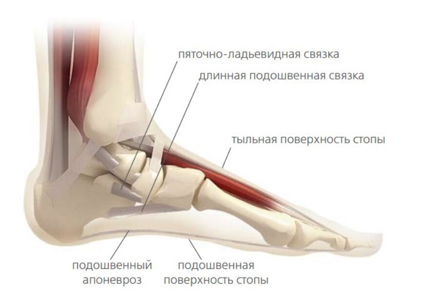 Анатомия стопы на примере бегуна