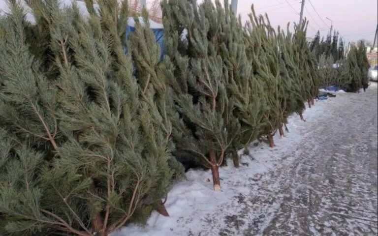    Оренбуржцев приглашают на елочные базары за главным символом праздника Елена Шкатова