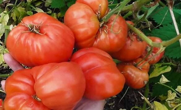 О блоге три года назад речи не шло, так что моего фото нет. Это же с сайта tomatland.ru и, скажем прямо, блекловато.Цвет у плодов насыщенный красный.