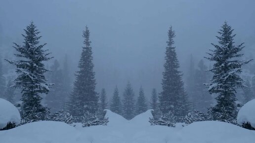 Снежный лес Бесплатная загрузка фотографий | FreeImages