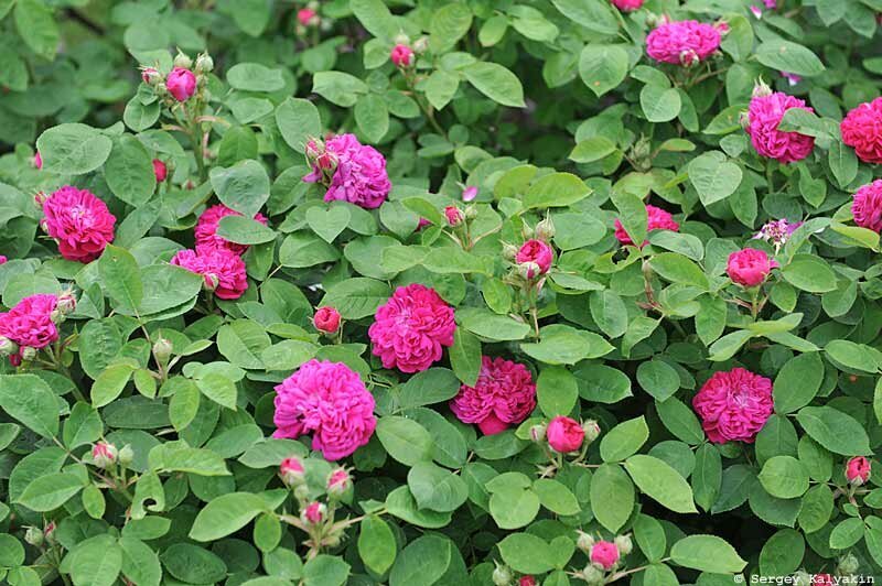 Роза Rose de Rescht