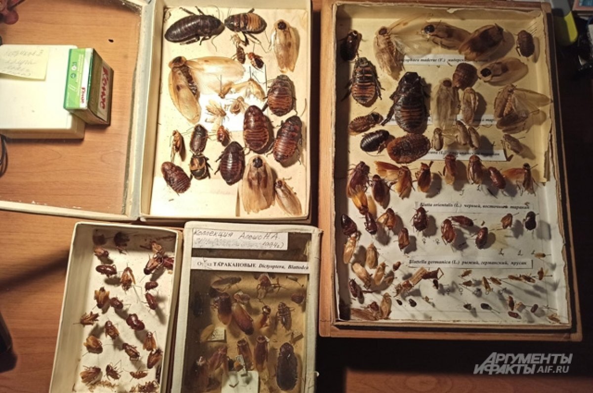    «И усами шевелит». Почему тараканы так живучи и можно ли от них избавиться?