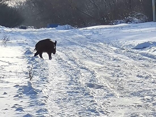    Подслушано в Михайлове