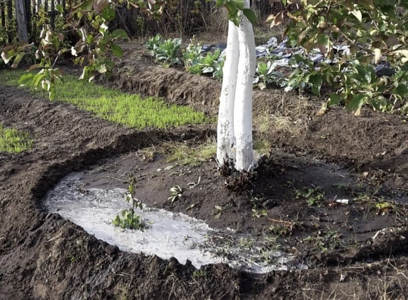Деревья нужно поливать правильно (фото Яндекс-картинки)