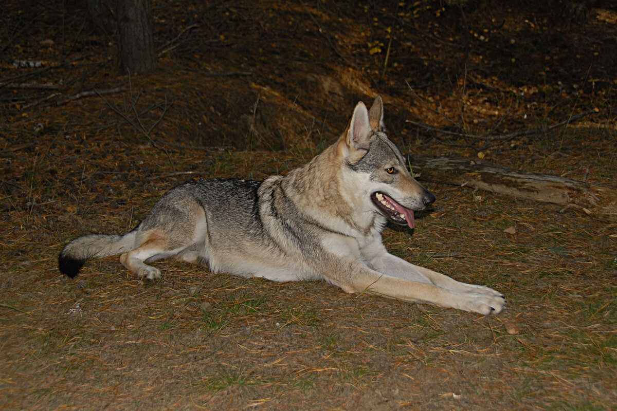 Jed wolfdog. Чехословацкая Волчья собака Максима парк. Чехословацкий влчак и Доберман. Фото Чехословацкой волчьей собаки с лабрадором.