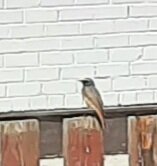 Вот такая сейчас птичка. Лучших фото не получилось снять.