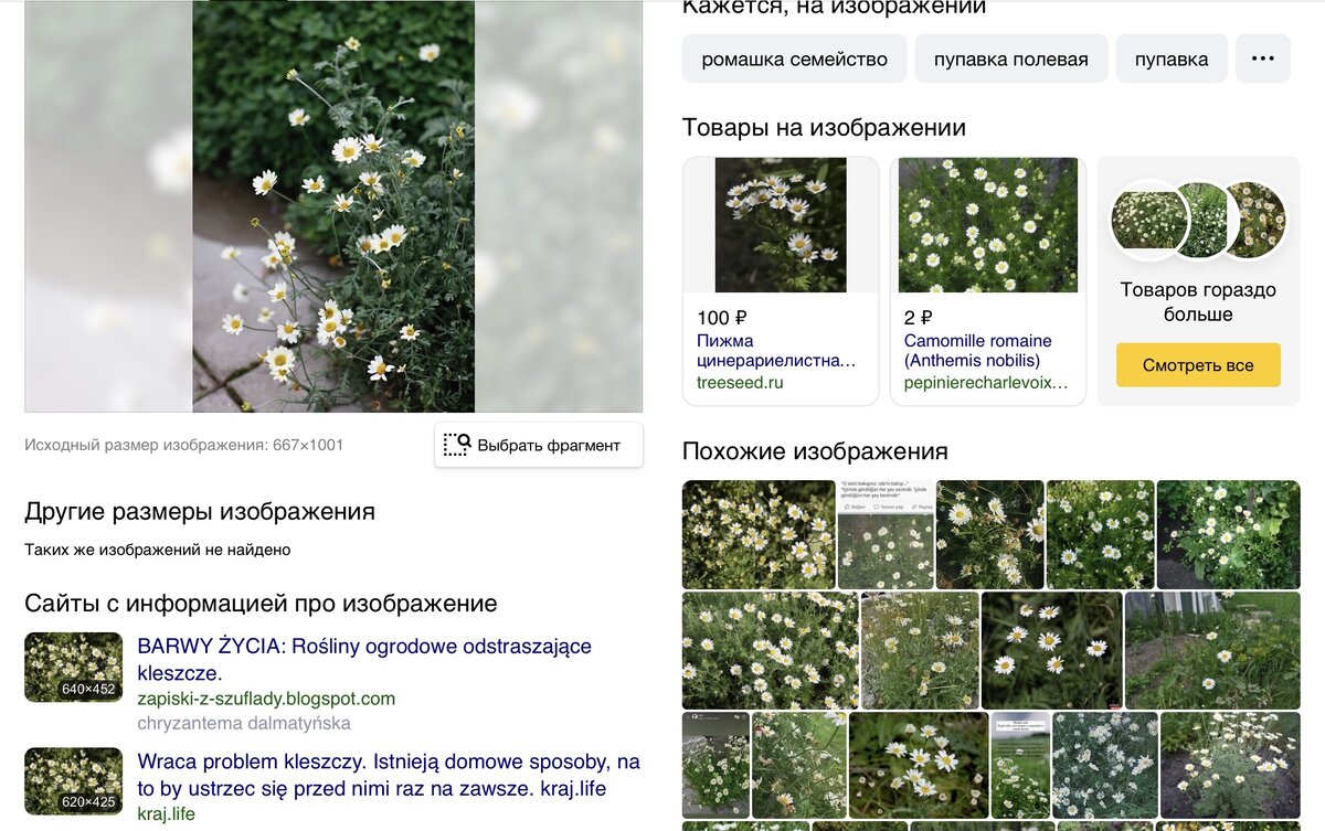 Как узнать по фото название растения онлайн бесплатно