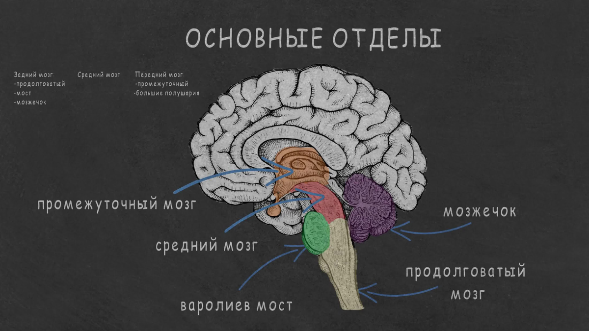 Головного мозга человека и его функции. Головной мозг человека строение и функции анатомия. Основные отделы головного мозга человека. Анатомическая классификация отделов головного мозга. Строение головного мозга. Основные структуры головного мозга..