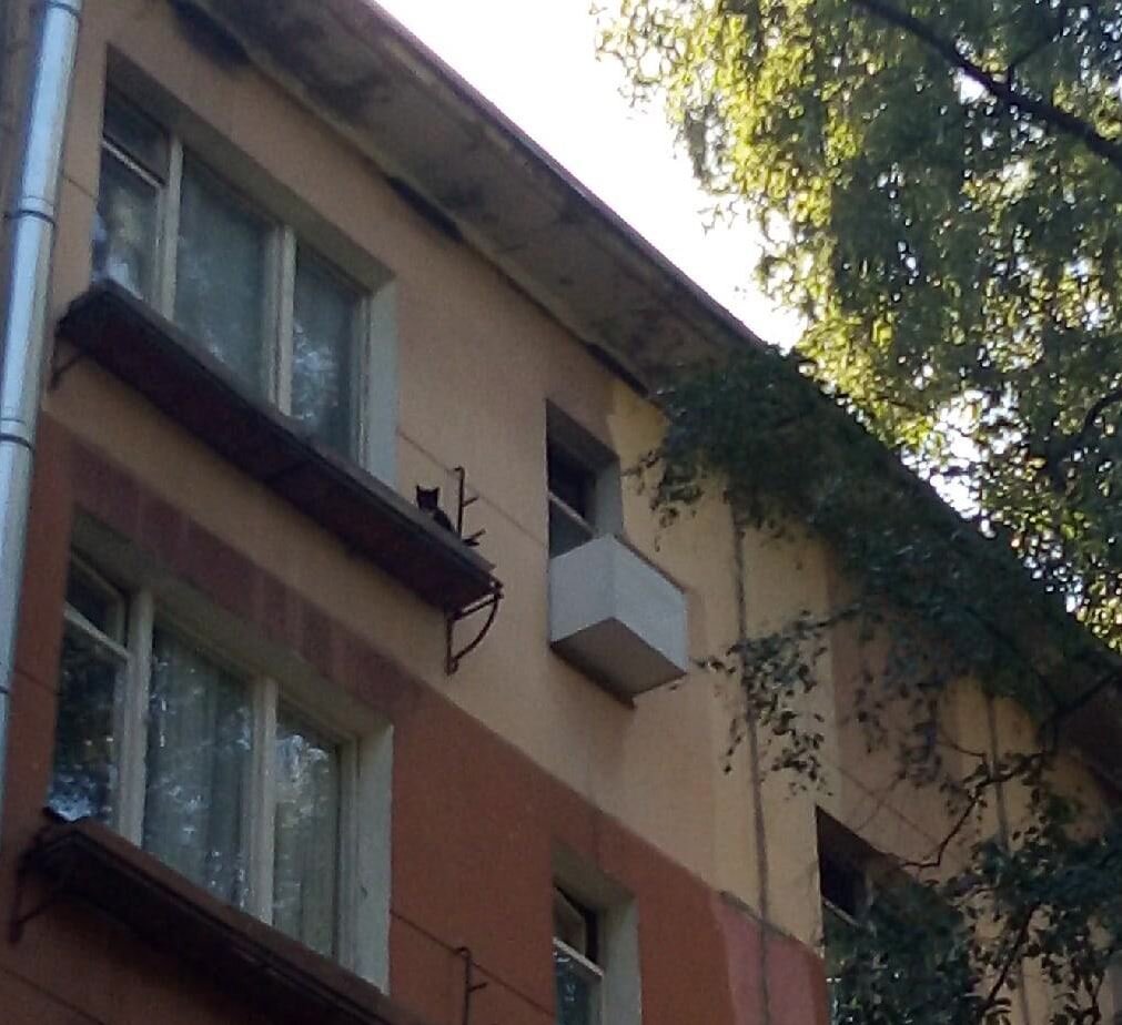 Кот на балконном ящике