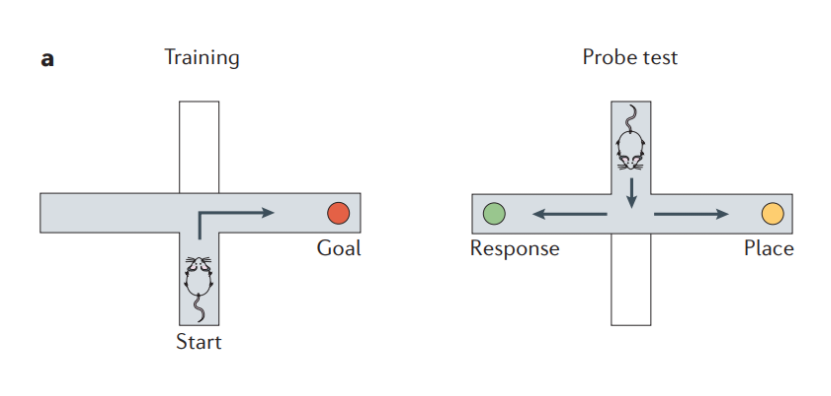 Yin, H. H., & Knowlton, B. J. (2006). The role of the basal ganglia in habit formation. Nature Reviews Neuroscience, 7(6), 464–476. doi:10.1038/nrn1919