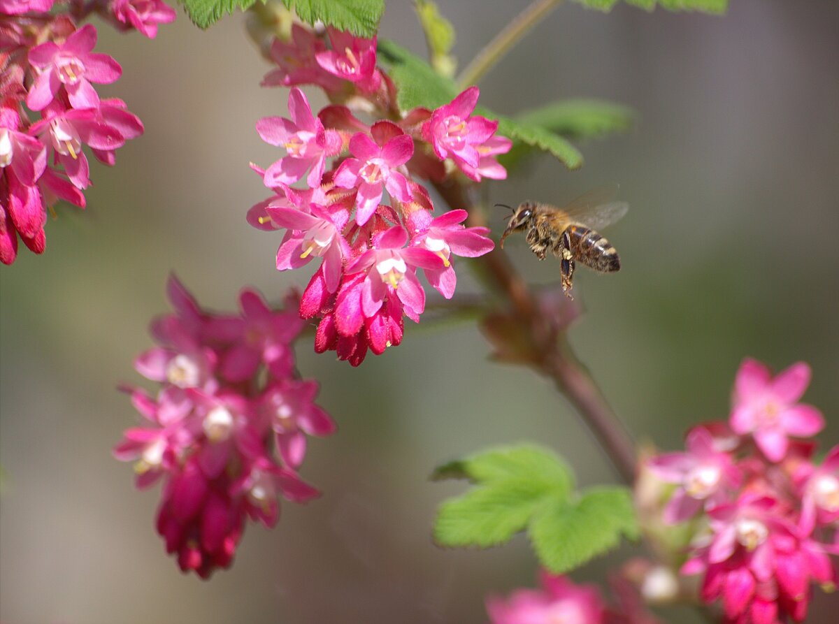 Изображение Christiane Heßler с сайта Pixabay