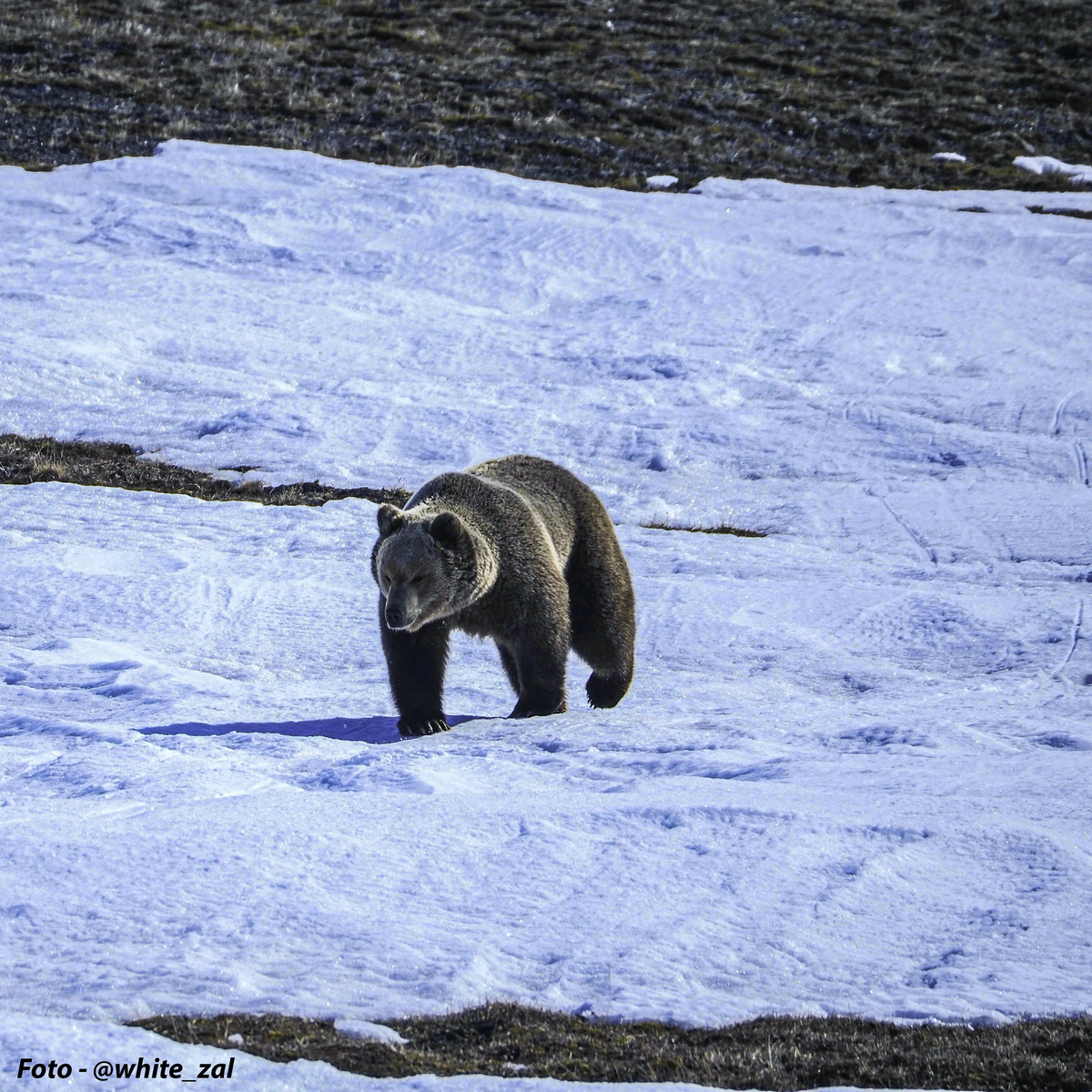Бурый на Врангеля. Источник фото: https://vk.com/ostrovwrangelya?w=wall-112940982_2860