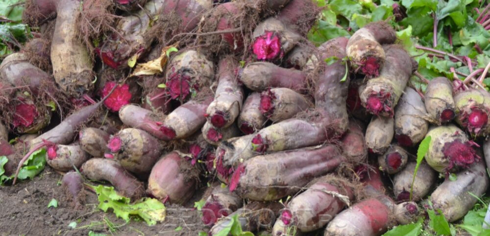 Свёкла Красный богатырь 