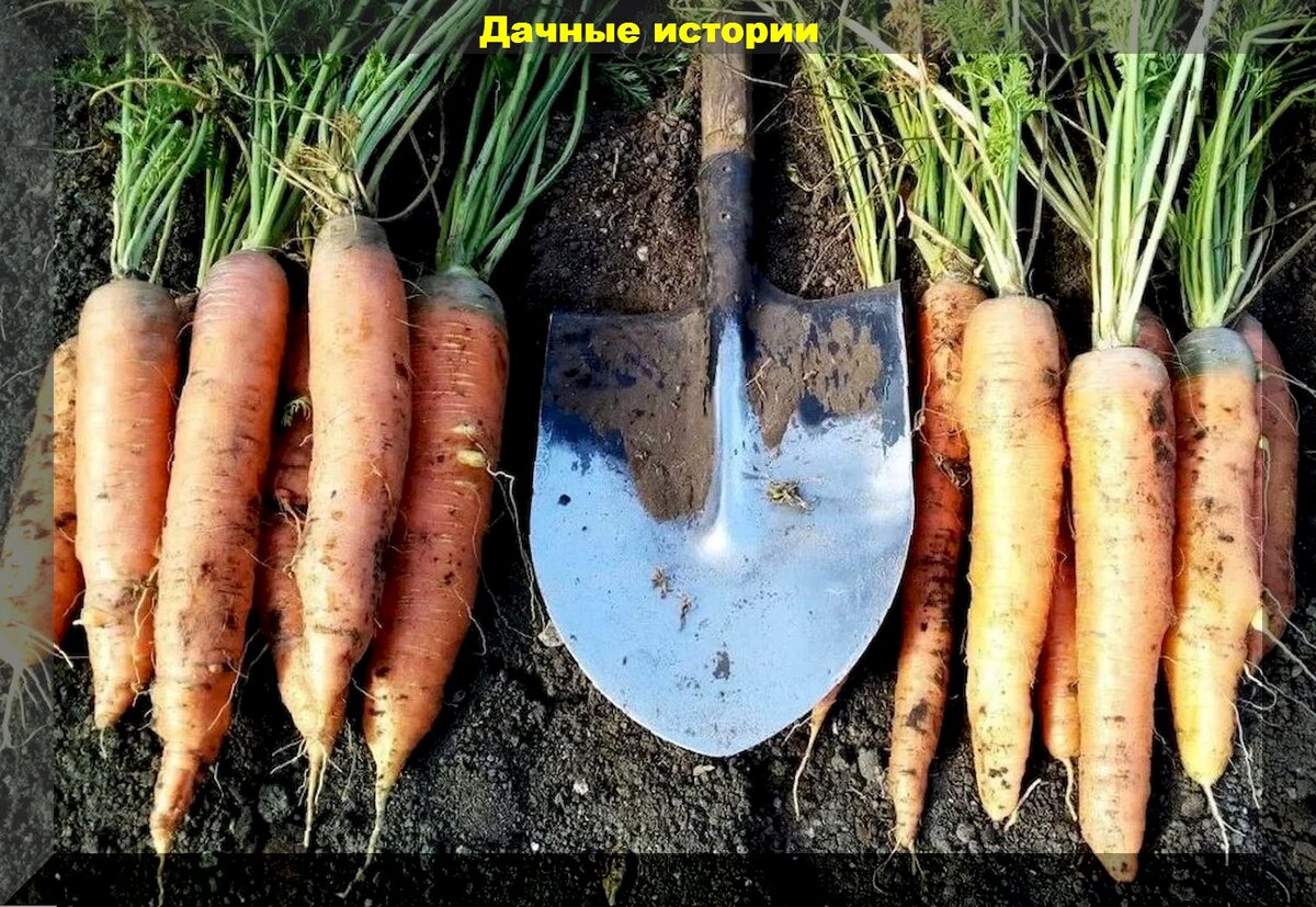 Популярность среди огородников: зачем морковь 