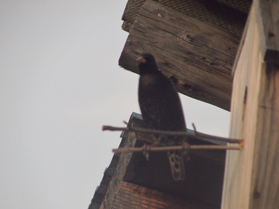 вышла из скворечника подышать свежим воздухом, через минуту - снова на выпаривание