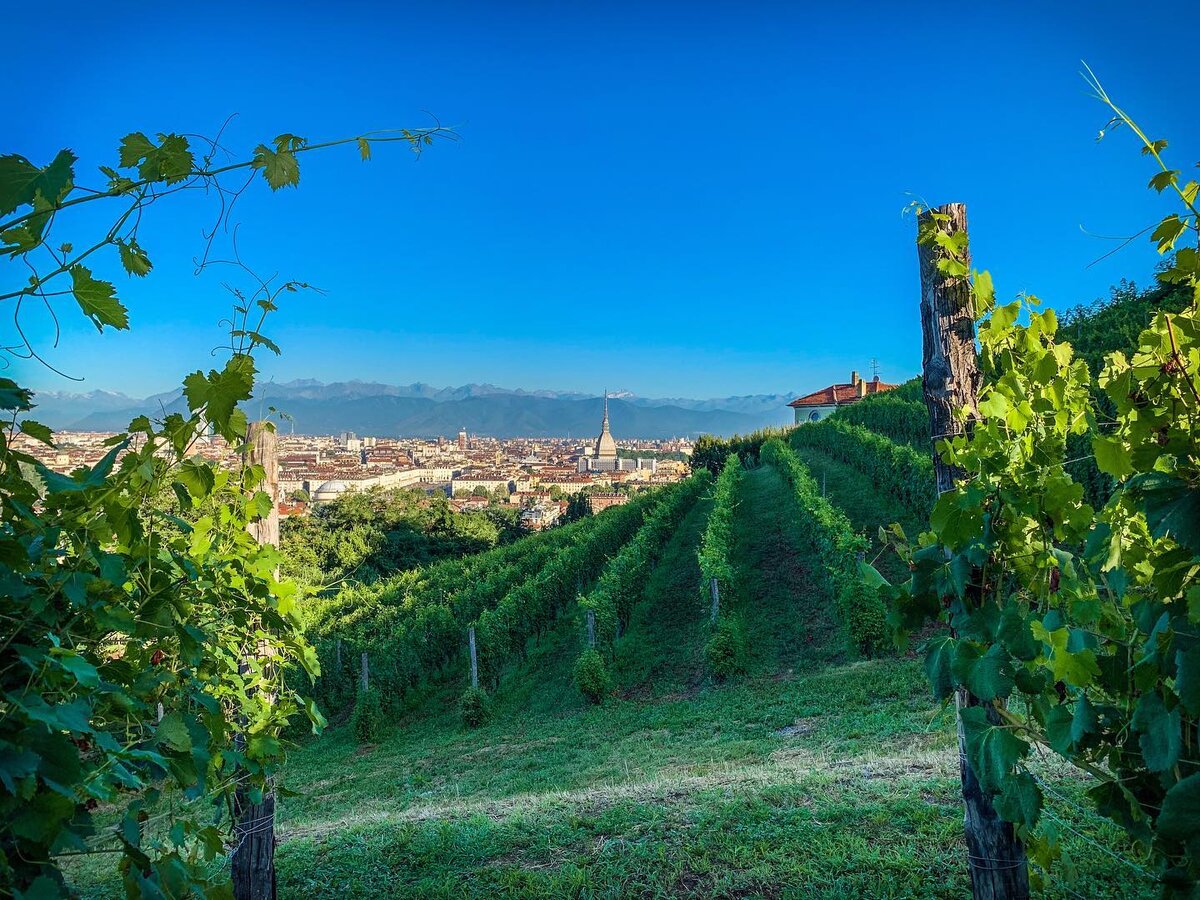 Фото: © Azienda Vitivinicola Balbiano