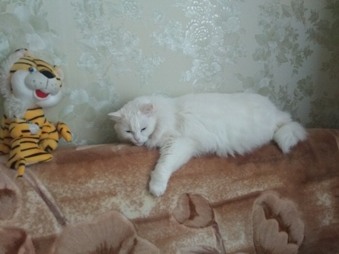 Да, толстовата барыня, но претензии не ко мне). Плюс она тоже мега-пушистая!