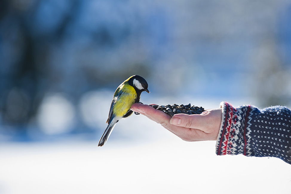 Накормите синицу. Кормление птиц. Кормление птиц зимой. Синица в руках. Человек кормит птиц.