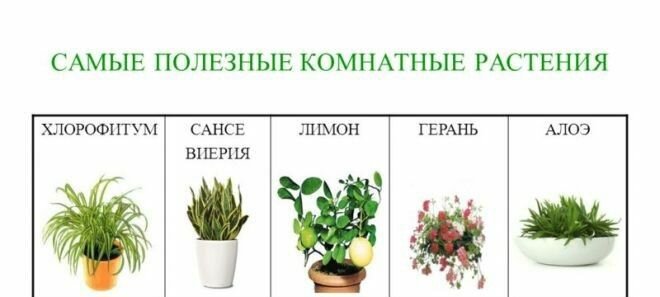 Каталог комнатных растений с фото и названием: цветущие и лиственные