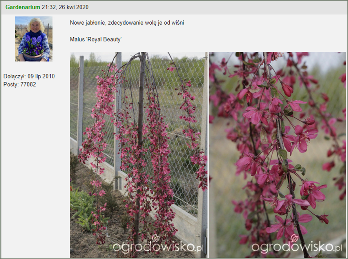 Фото польского форума ogrodowisko.pl