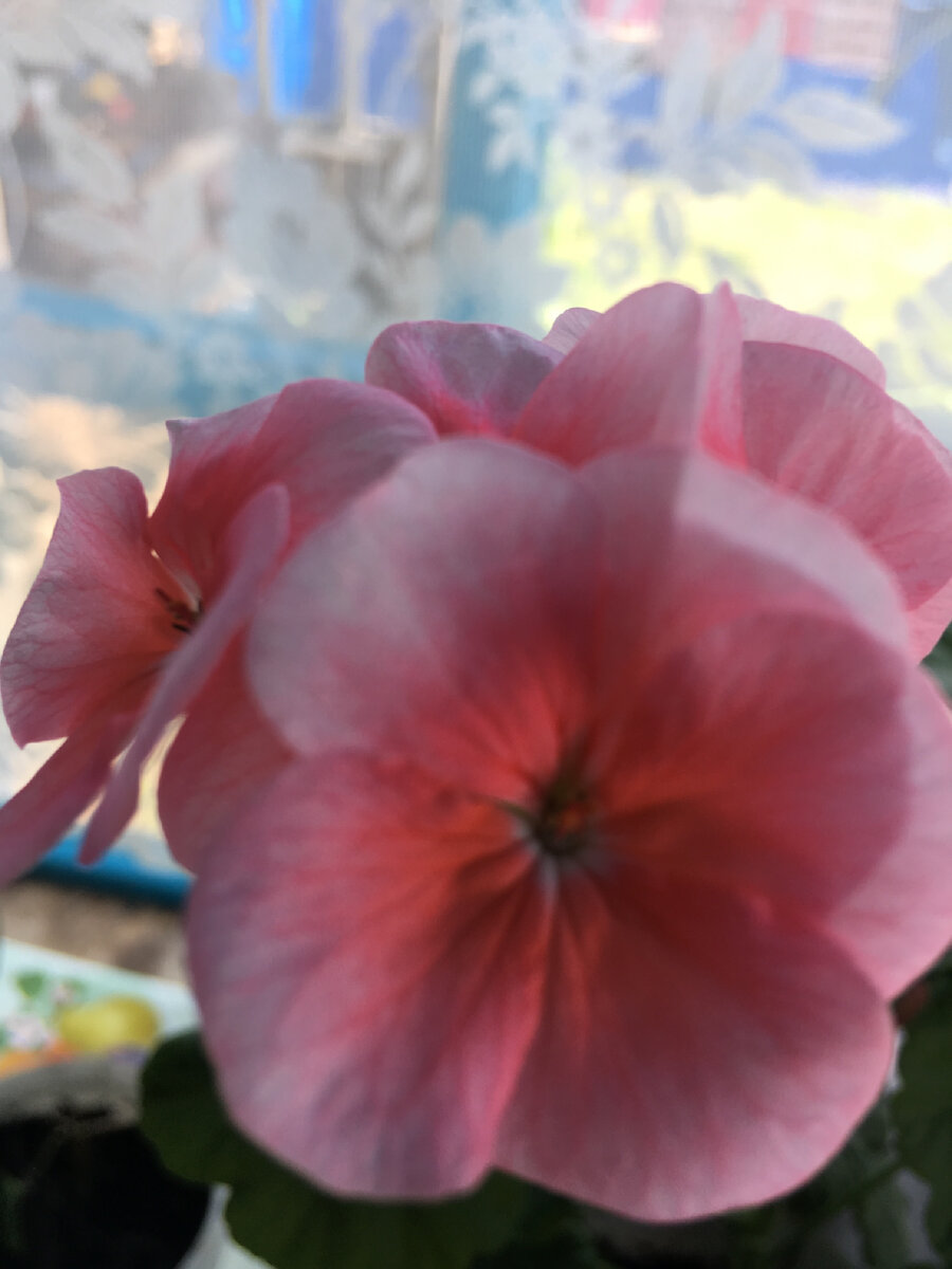 Сорт Pink dream
