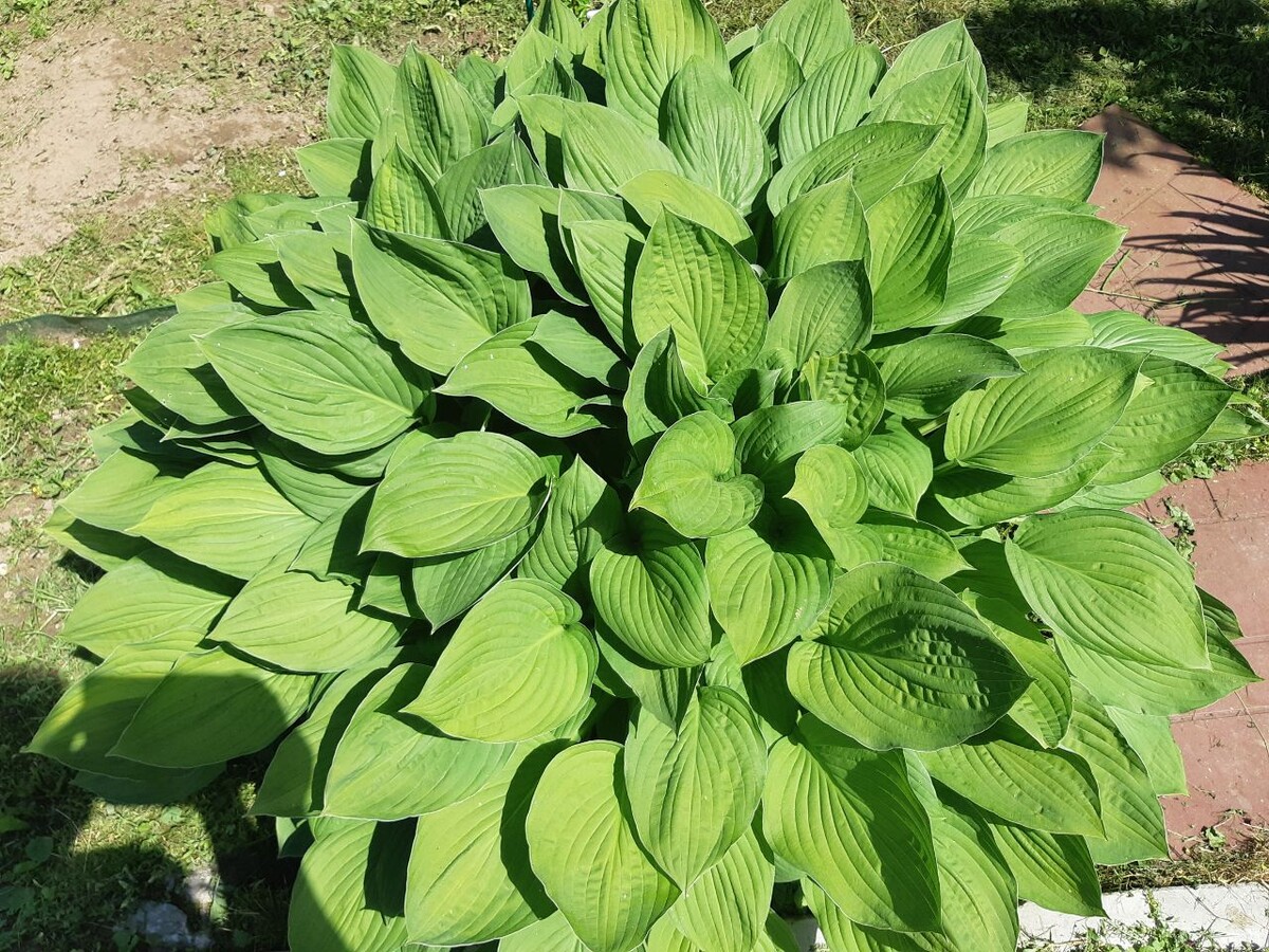 хоста зеленая