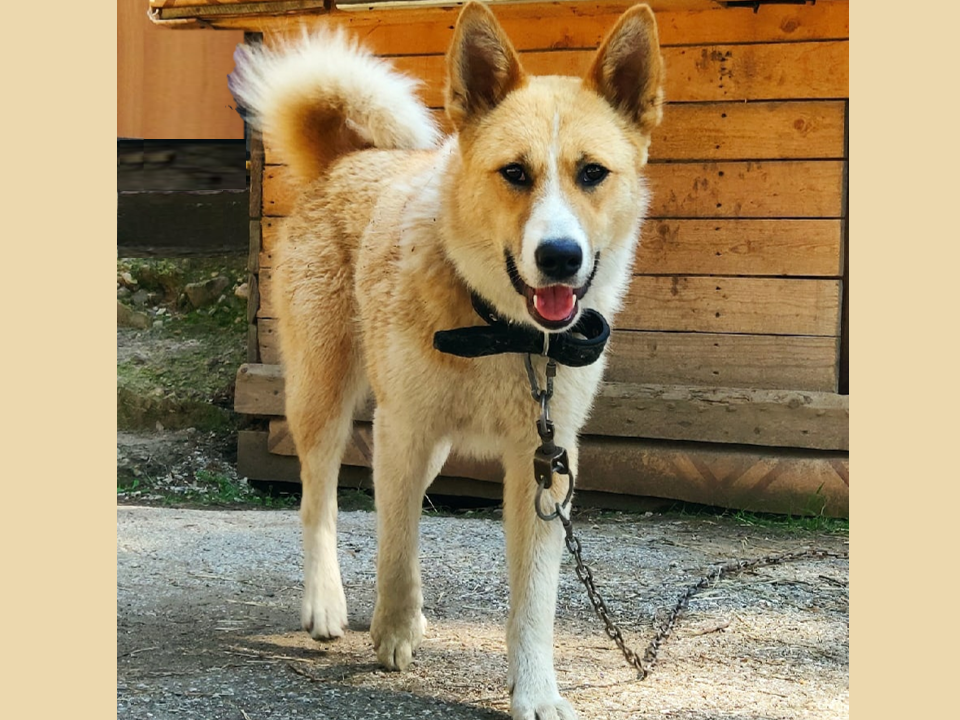 Леонид назвал ее Бэллой