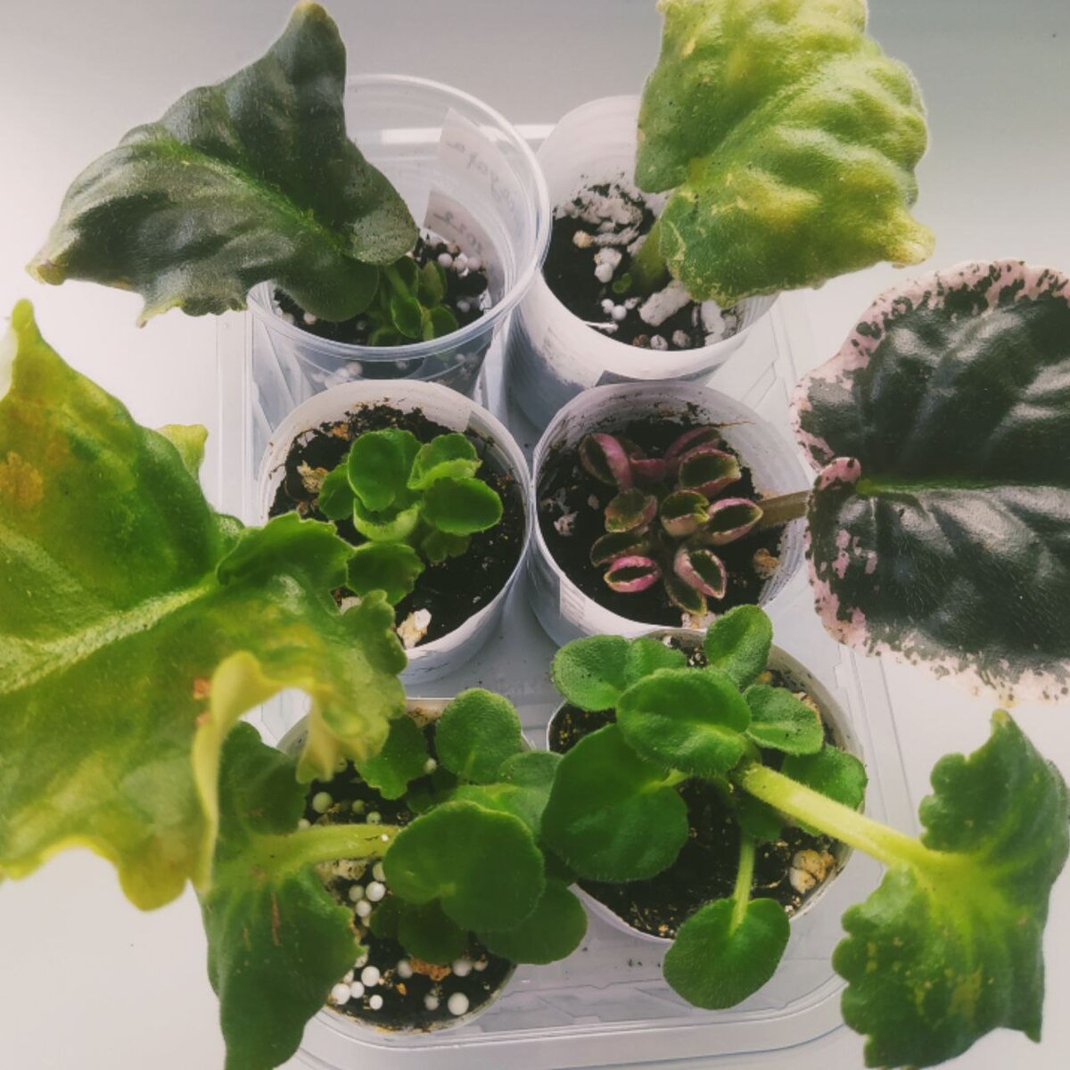 Фото: Записки Веточки