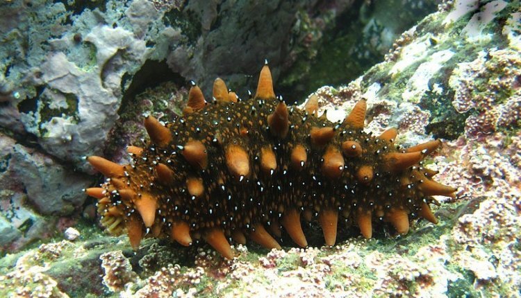 Фото: из открытых источников