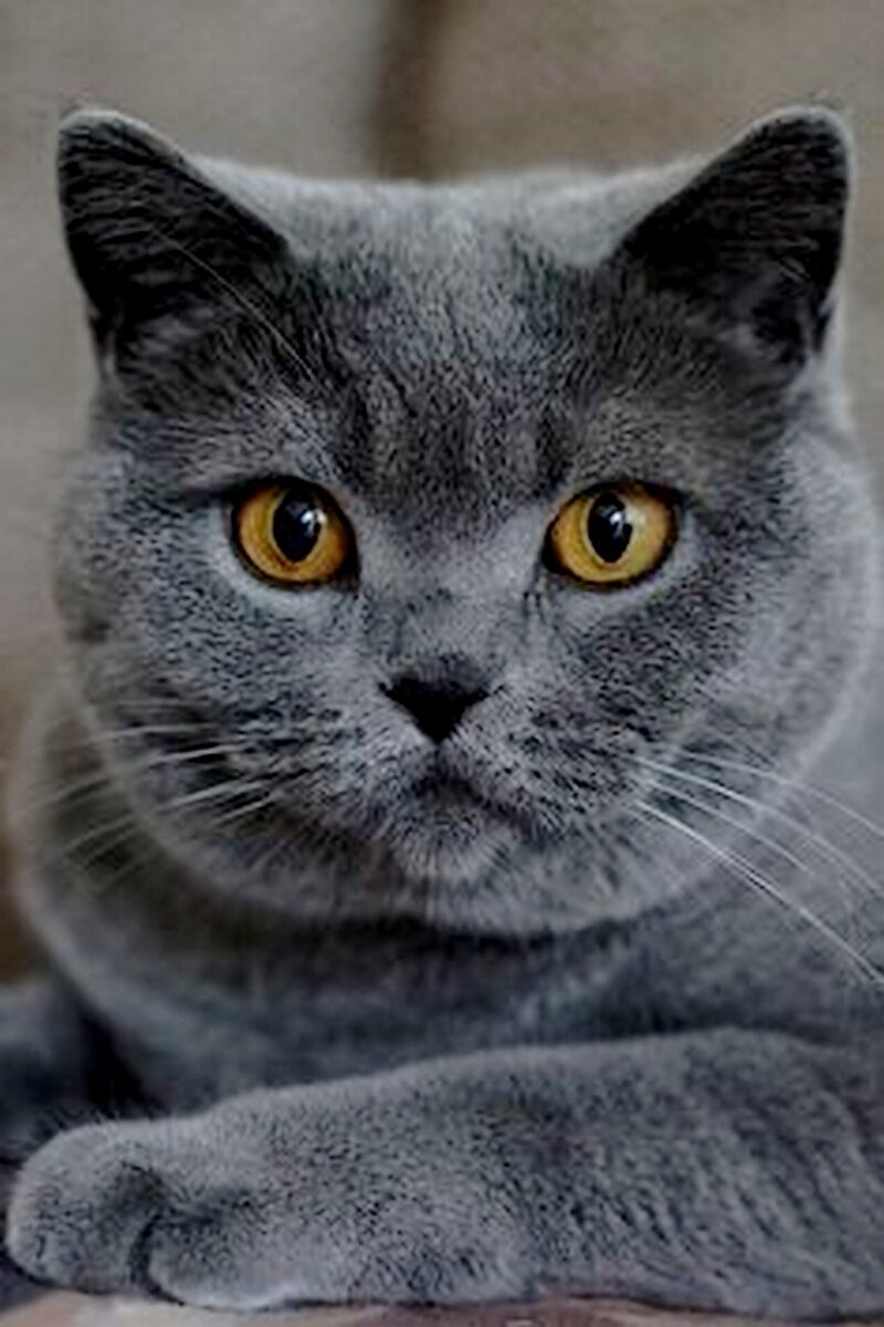 кот из интернета очень похож на Федора