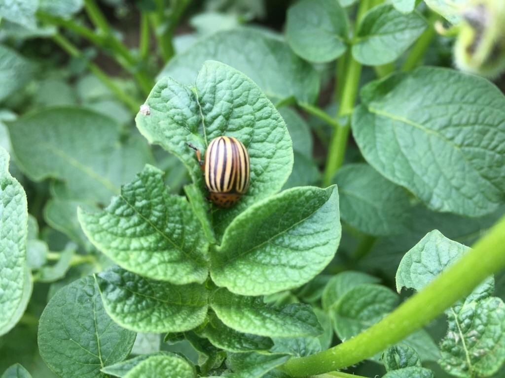 Сначала появились одиночные жуки, а потом много личинок.