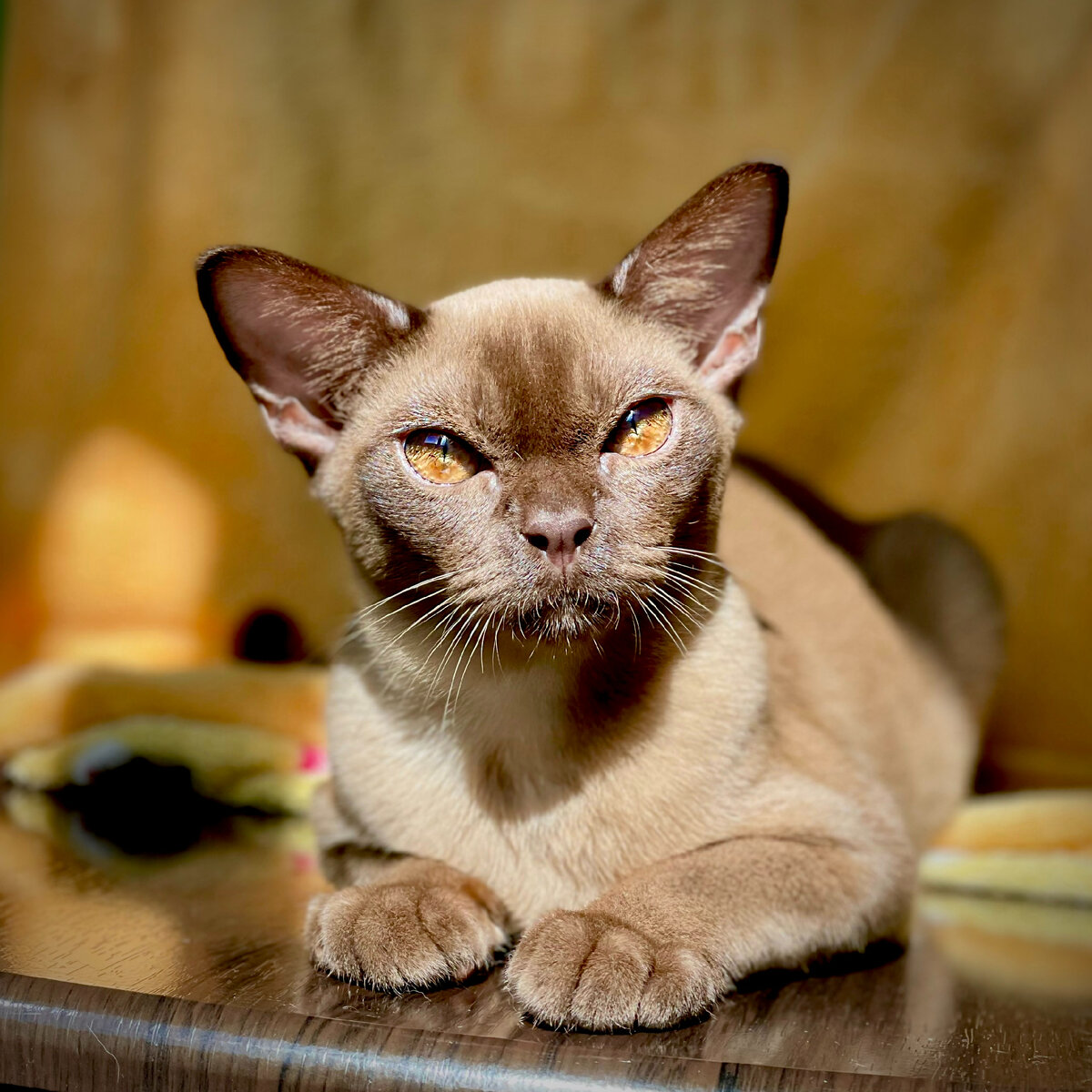 Соболиный котенок Kit Jasper*RU, Jasper Burmese cattery - порода кошек европейская бурма