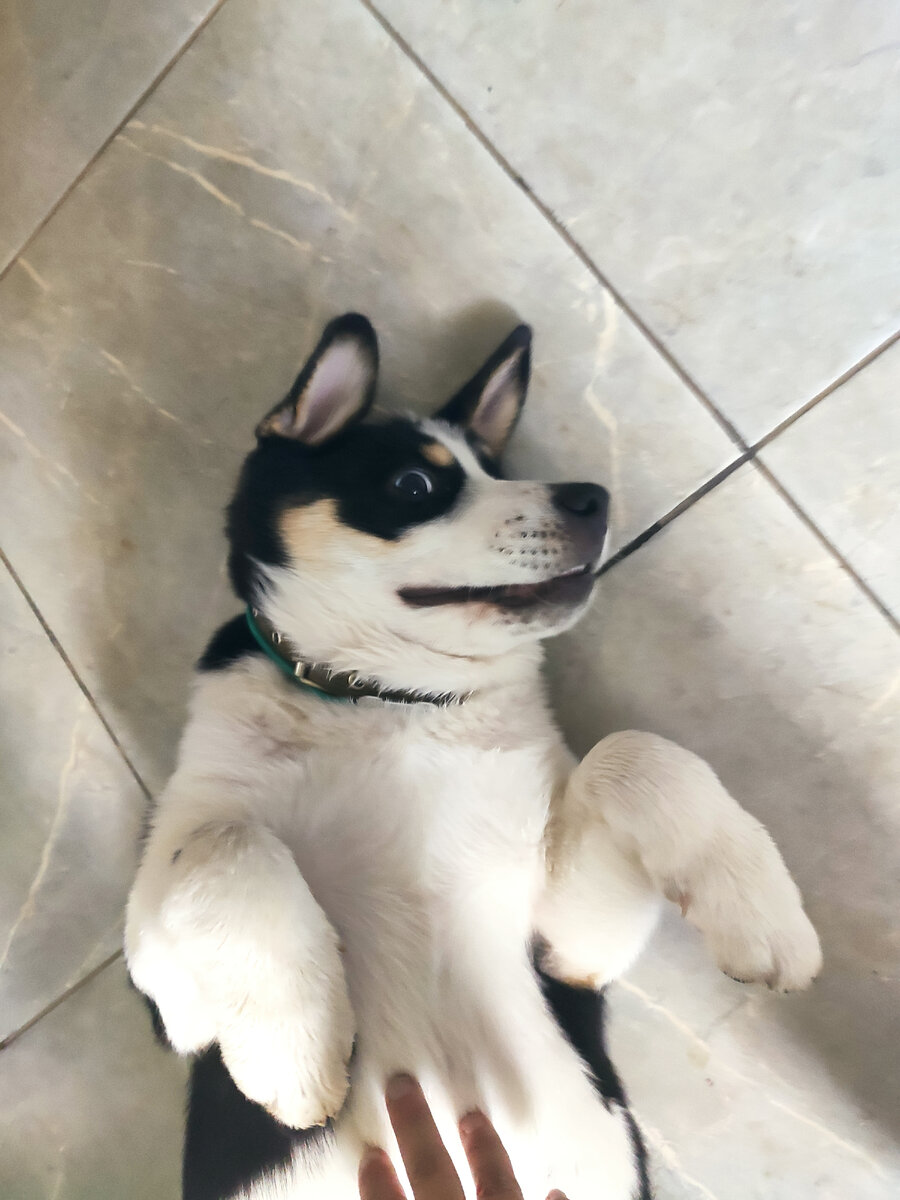 Тут самое место уколу совести, но пусть будет фото радостной собачки :)