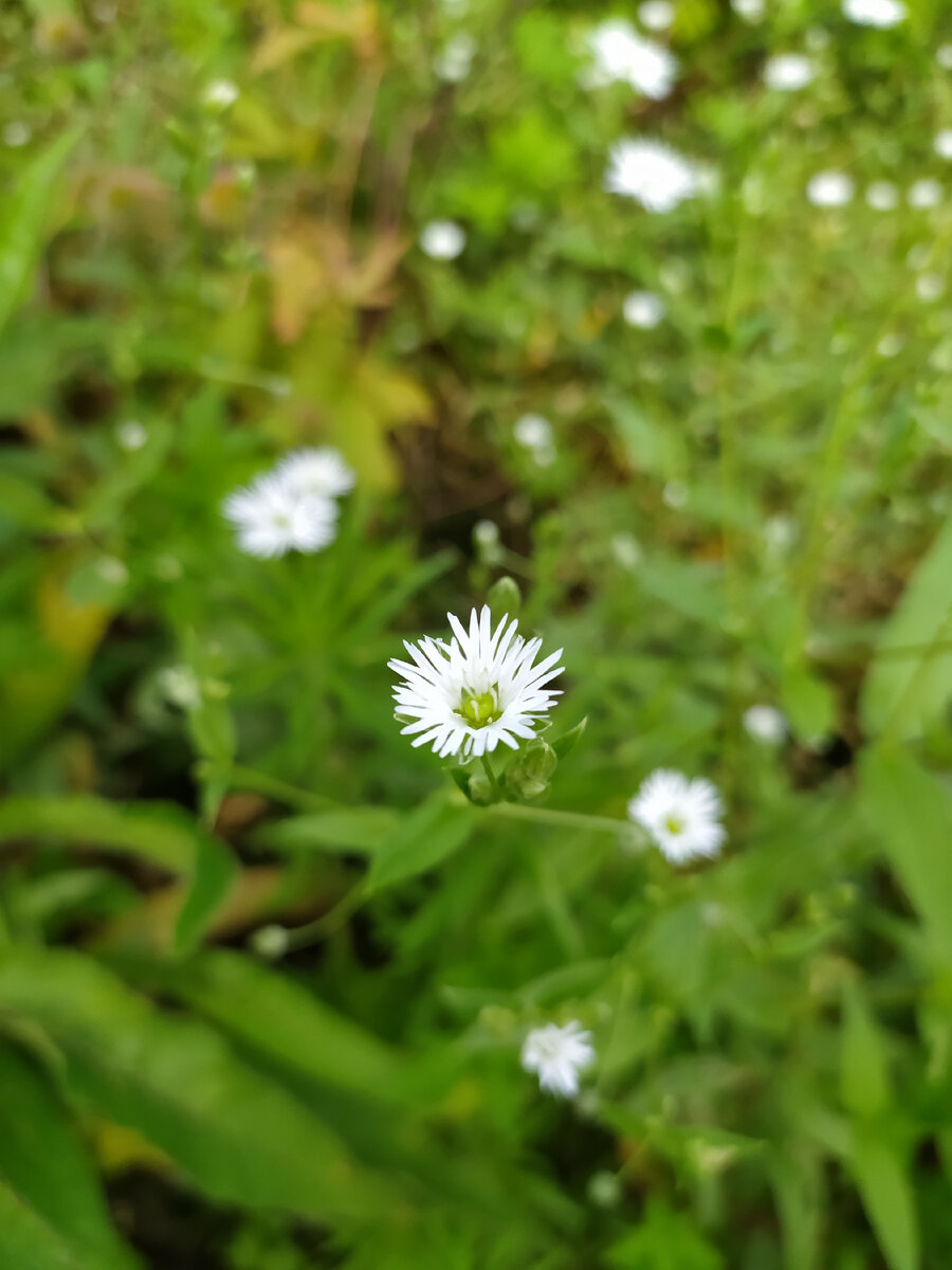 Звездчатка