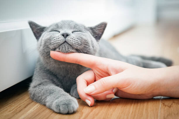 Что чувствует кошка, когда ее гладит любимый хозяин: 5 ощущений усатого  друга 😺 | Все про кошек | Дзен