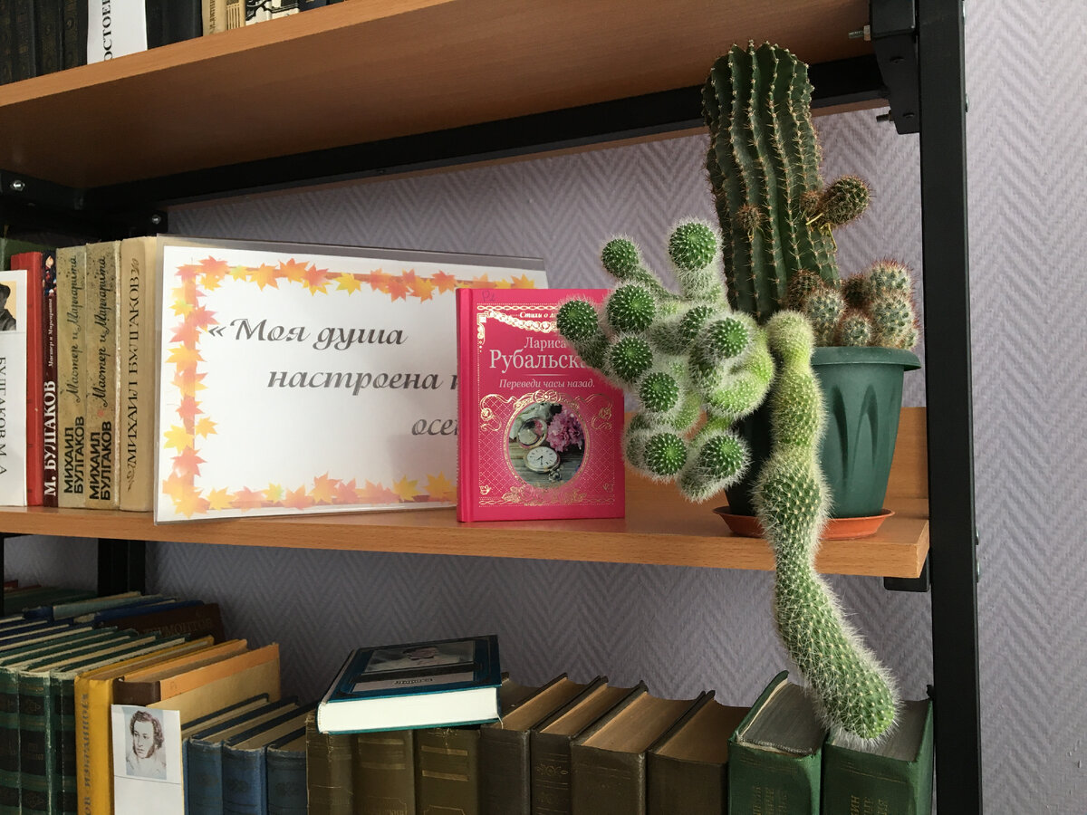 Кактус с библиотеке