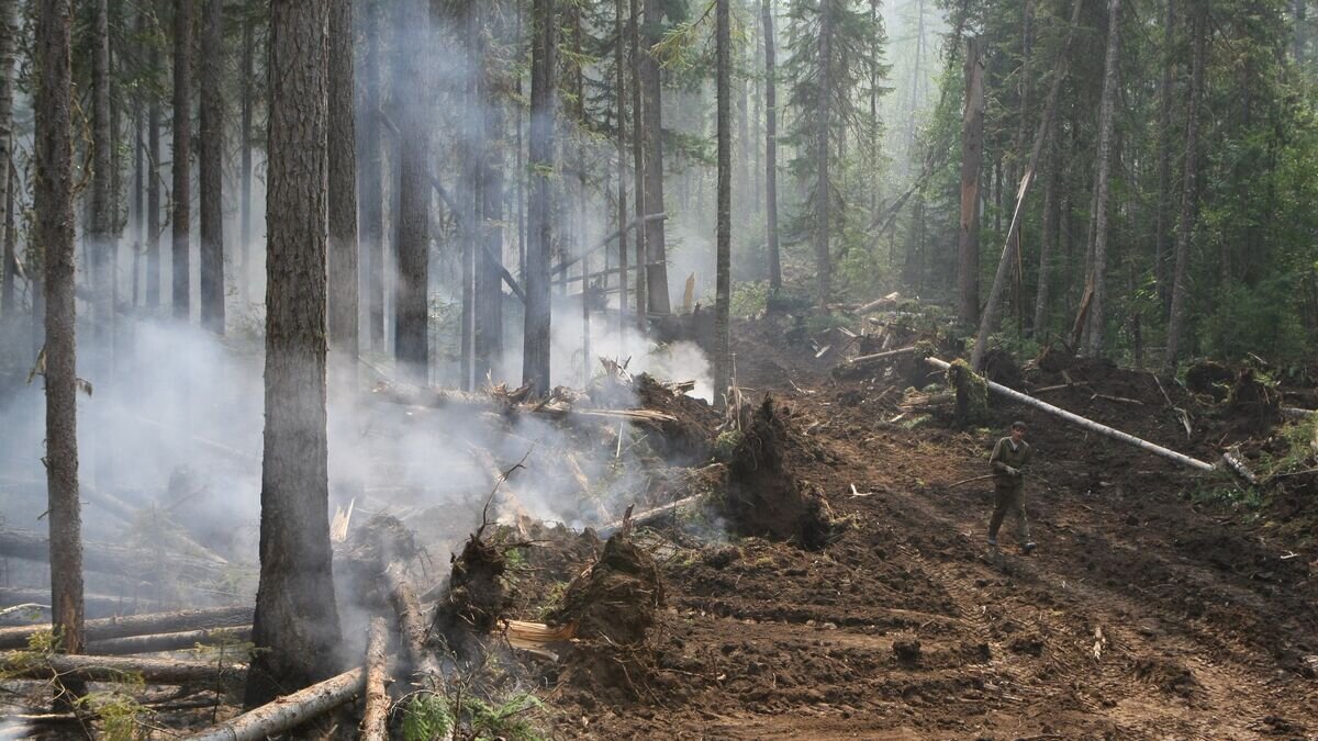    Лесной пожар в Богучанском районе Красноярского края© РИА Новости / Александр Кряжев