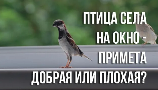Примета синичка села на подоконник. Птица села на окно примета. Примета птичка села на окно. Птица в окно примета. Птица села на окно