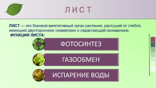 Лист урок по биологии 6. Лист улитка это вегетативный лист.