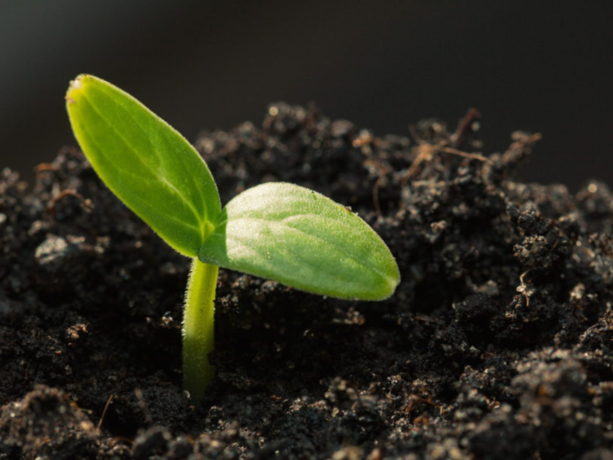 Илл. из открытого доступа