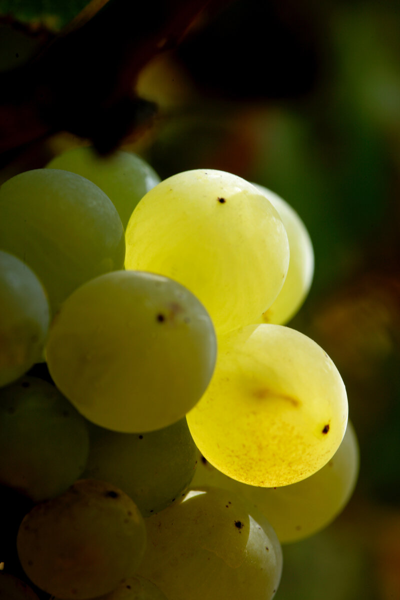 Фото: © Joseph Drouhin