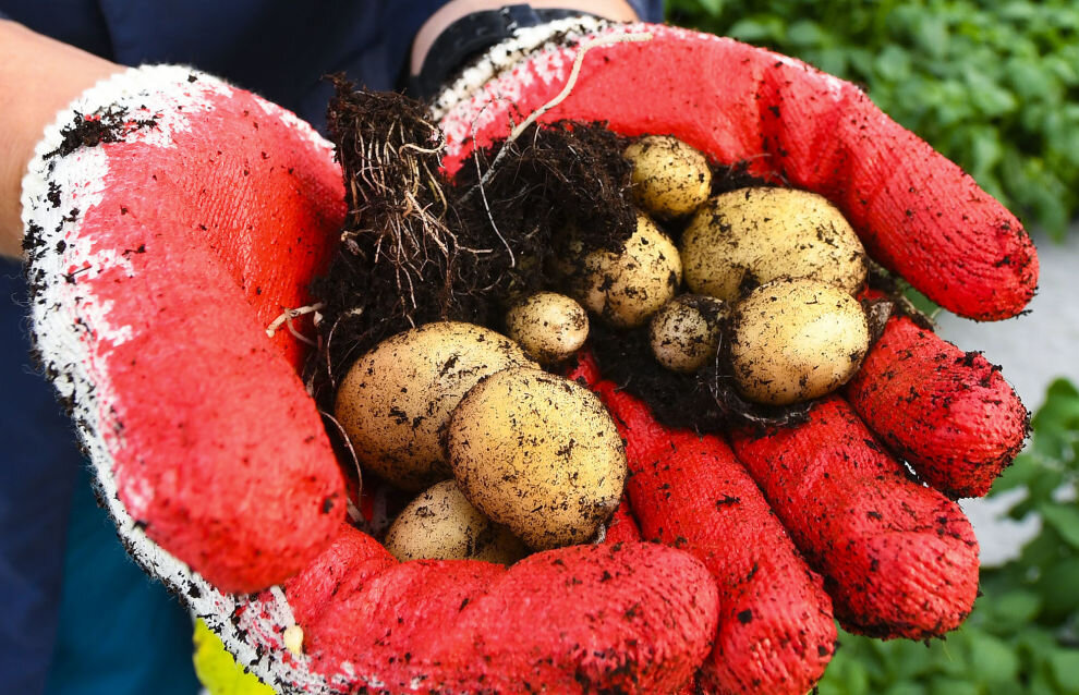 © RIA Novosti. Илья Наймушин